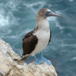 Blue-footed booby - Isla Foca