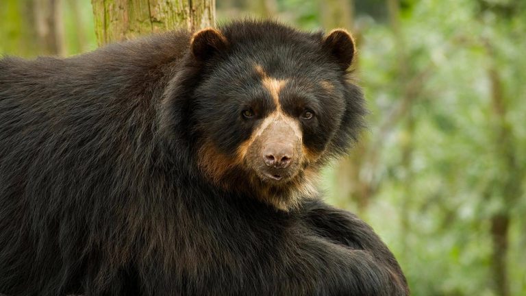 Andean Spectacled Bear