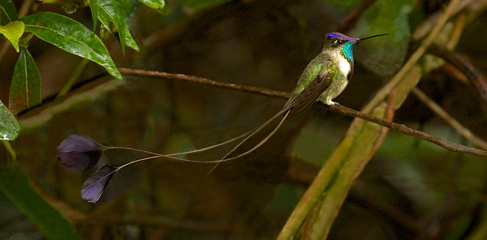 Spatuletail Hummingbird
