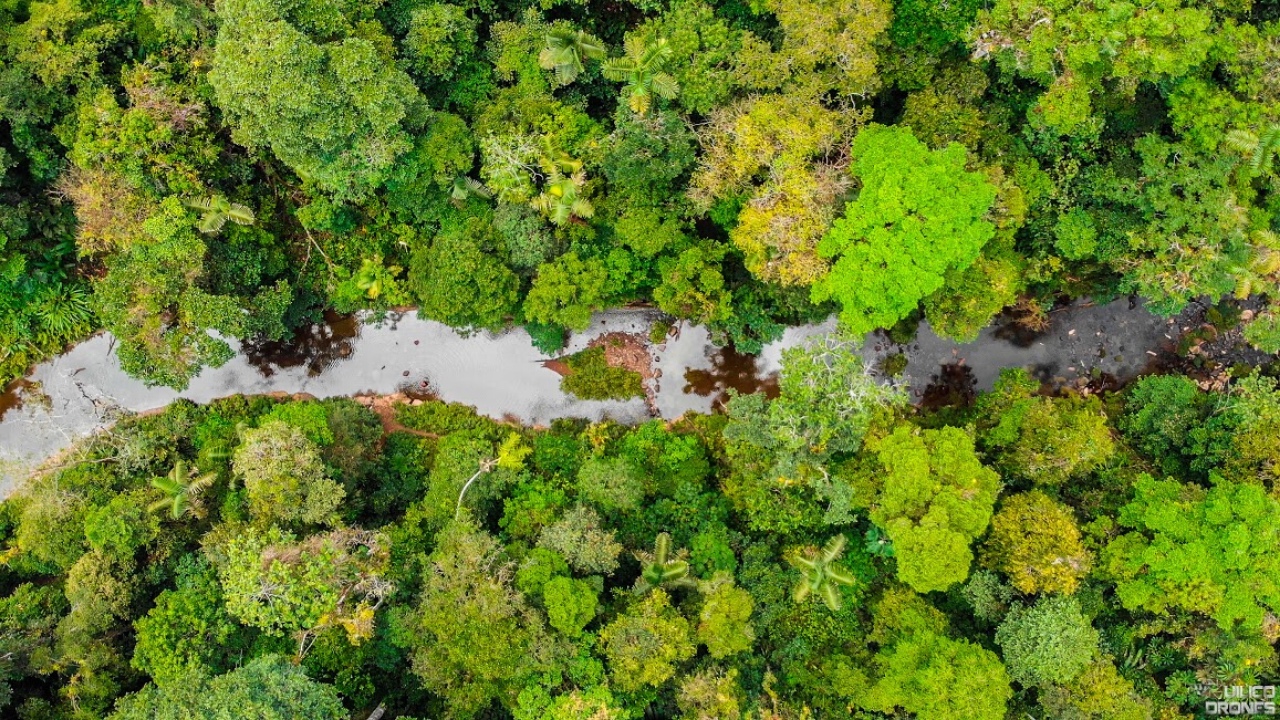 Lush Huamboya Forest in Ecuador.